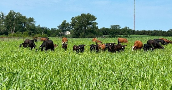 Cover Crop Grazing Conference set for Nov. 21 in Clay Center