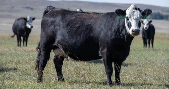 Calculating annual cow costs webinar series scheduled in 2026