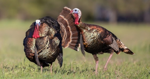 Photo Credit: Darcy Daniels