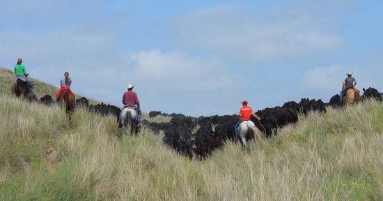 Cutline - Herding cattle at Diamond Bar Ranch in central Nebraska. Photo by Natalie Jones 