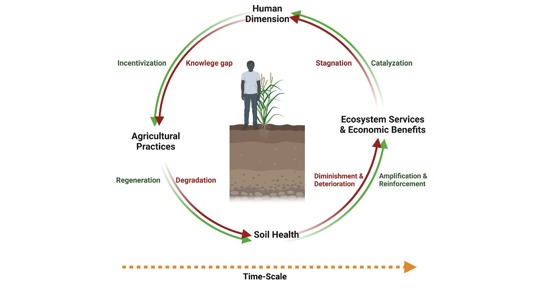 UNL researchers advance Soil Health Cycle concept